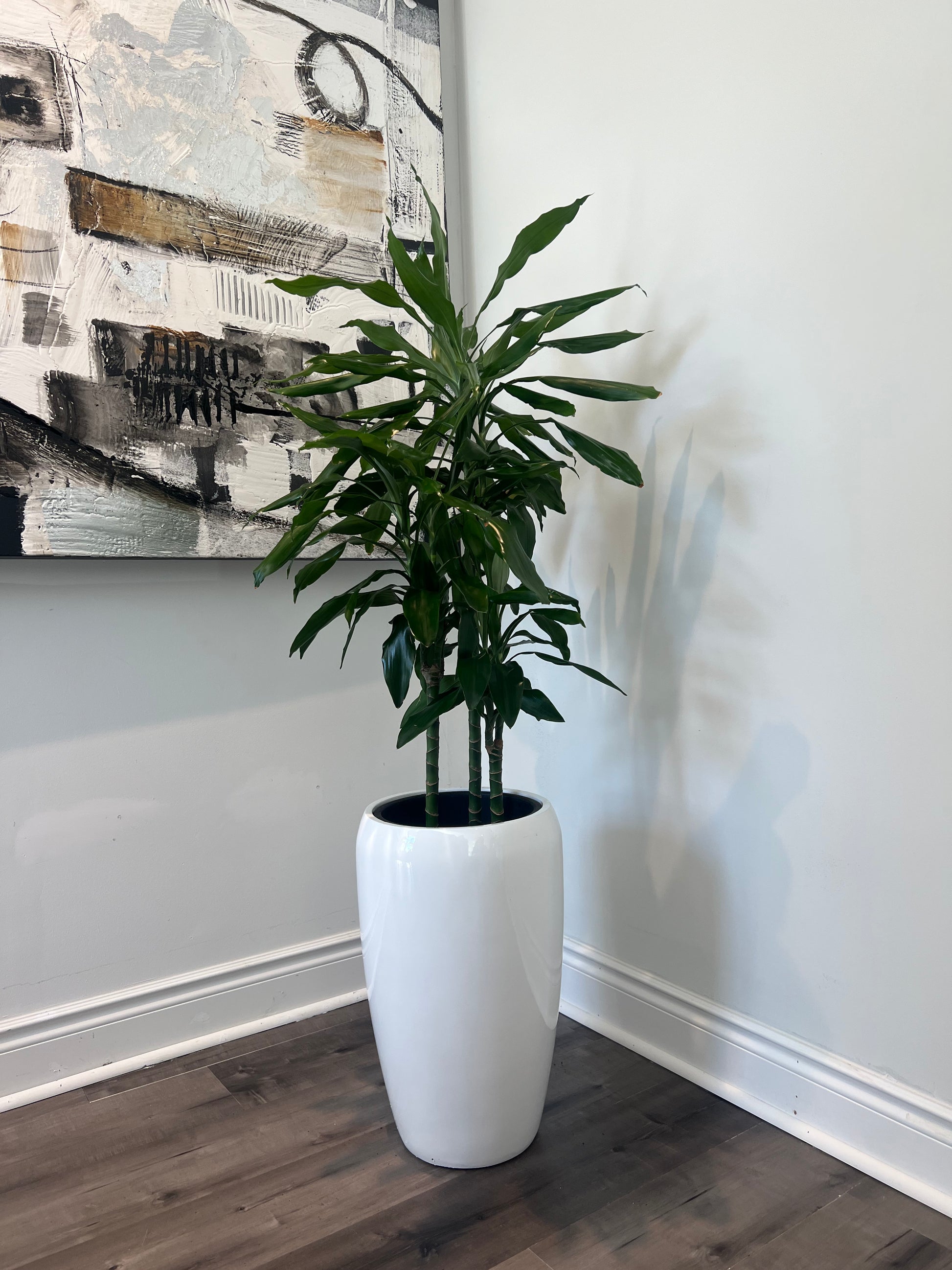 dracaena cinthos Draceana Green (Vigoro Dracaena Cintho Variegated )in growing pot – Plant Club