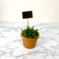 Simple Nature Succulent DIY Gift Box