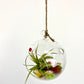 Hanging Terrarium DIY Plant Gift Box