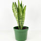 Snake Plant