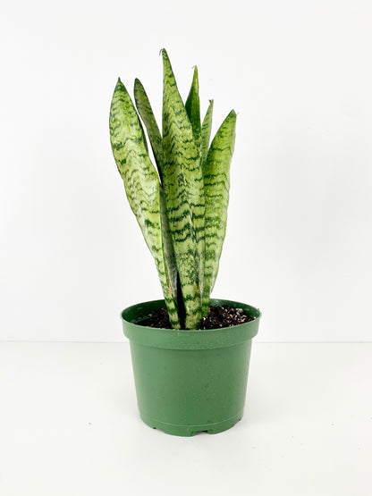 snake plant edmonton Snake Plant (green stripes) – Plant Club