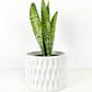 Snake Plant