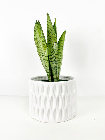 Snake Plant (green stripes)