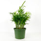 Assorted Palm Family | Palm Parlour (in growing pot)