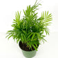Assorted Palm Family | Palm Parlour (in growing pot)