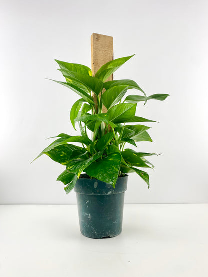 Devil's Ivy Totem – Air Purifying Trailing Plant | Canada