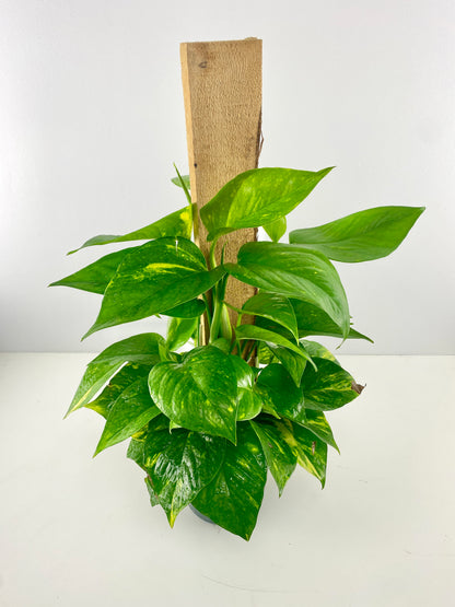 Devil's Ivy Totem – Air Purifying Trailing Plant | Canada