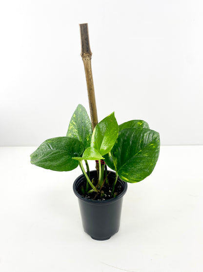 Devil's Ivy Totem – Air Purifying Trailing Plant | Canada