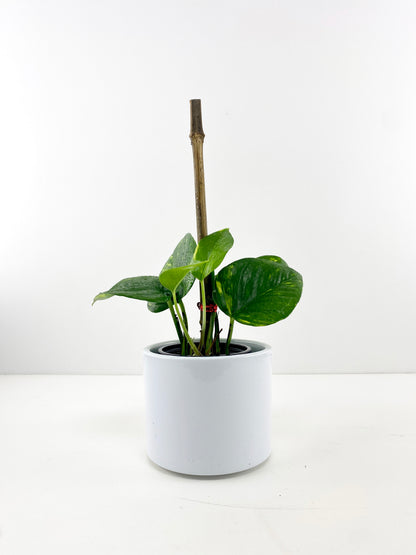 Devil's Ivy Totem – Air Purifying Trailing Plant | Canada