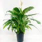 Peace Lily