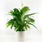 Peace Lily