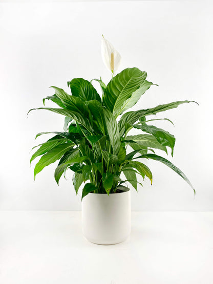 Peace Lily