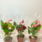 Anthurium