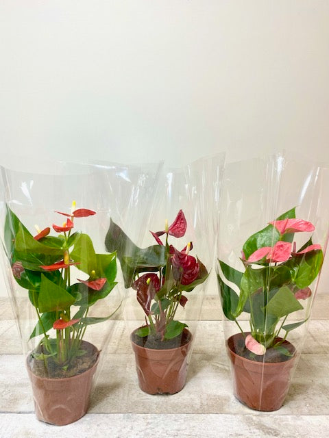 Anthurium