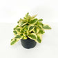 Peperomia Variegated