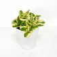 Peperomia Variegated