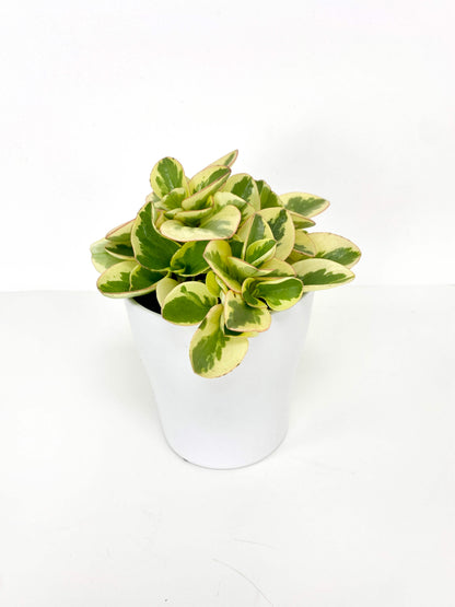 Peperomia Variegated