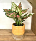 6”Aglaonema Red Valentine