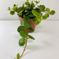 Peperomia Hope (Grower Pot) - Geoponics Inc