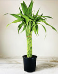 Lucky Bamboo Elegant Twist