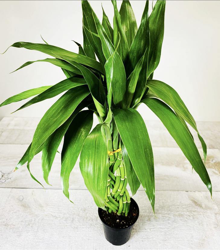 lucky bamboo twist Lucky Bamboo Elegant Twist – Plant Club