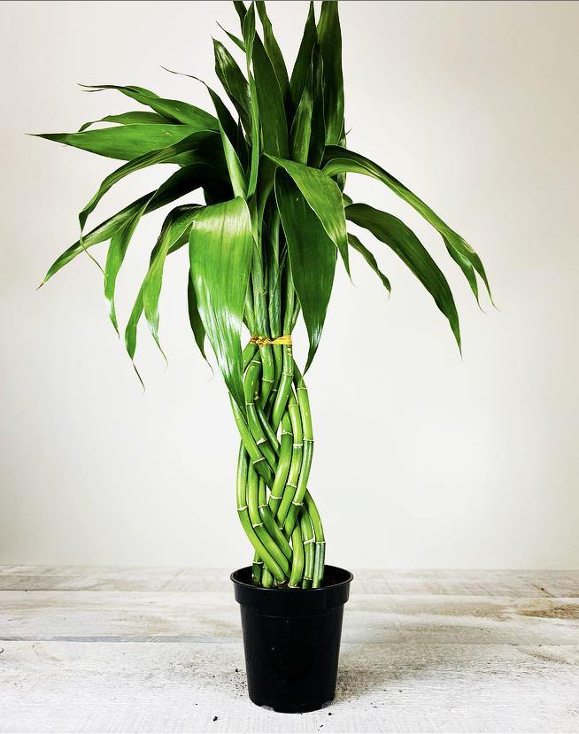lucky bamboo nz Lucky Bamboo Elegant Twist – Plant Club