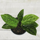 6" Monstera Peru (Grower Pot) - Geoponics Inc