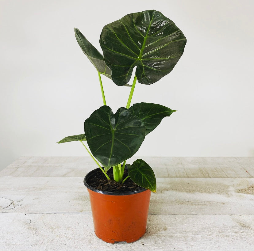 Alocasia Regal Shield – Architectural Tropical Plant – Plant Club