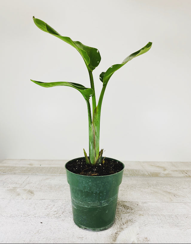 Bird of Paradise