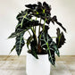 Alocasia Polly (planter not included)