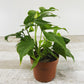 Philodendron Split Leaf Minima