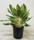 Aglaonema Golden Maddonna (10" Grower pot) ( Planter not included)