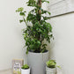 10" Monstera Minima Totem (Grower Pot) - Plant Club | Geoponics