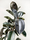 Ficus Rubber Plant (Grower Pot) ceramic pot extra price