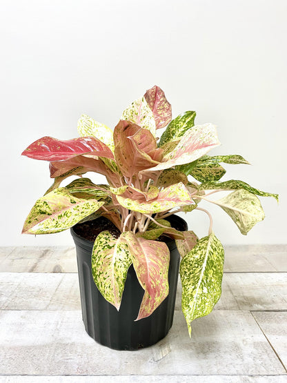 10" Aglaonema Red Valentine (Grower Pot) (Planter Not Included) - Plant Club | Geoponics