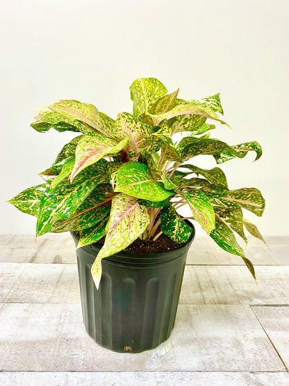10" Aglaonema Red Valentine (Grower Pot) (Planter Not Included) - Plant Club | Geoponics