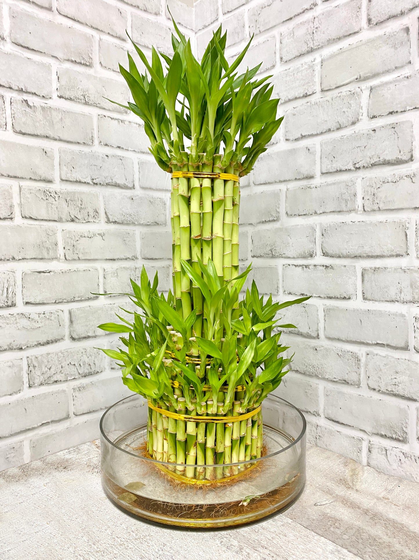 Tower Bamboo with pot