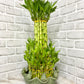 Tower Bamboo with pot