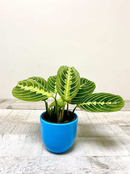 4" Prayer Plant Lime ( Grower Pot) - Plant Club | Geoponics
