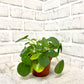 Pilea Plant