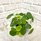 Pilea Plant