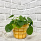 Pilea Plant