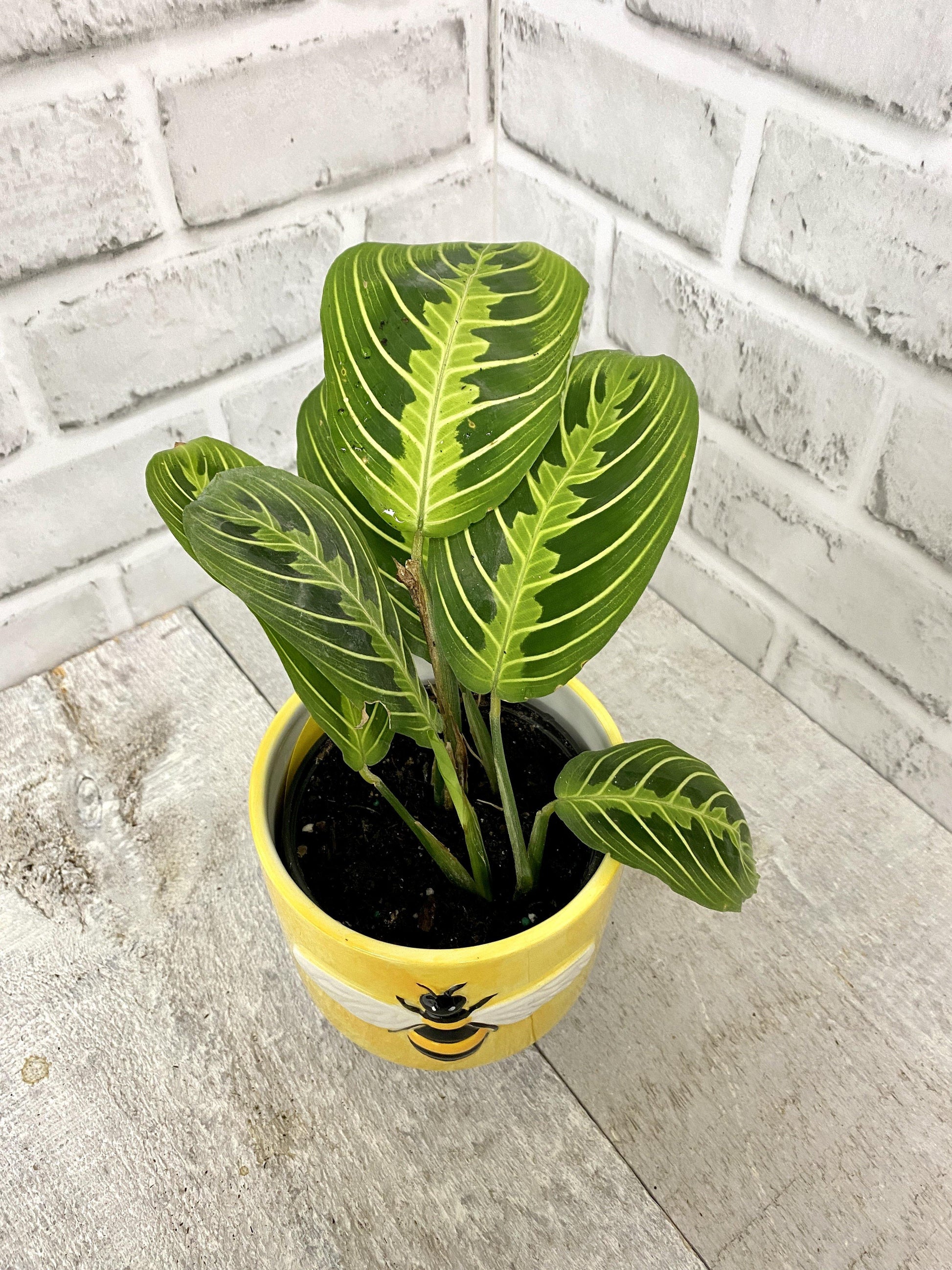 4" Prayer Plant Lime ( Grower Pot) - Plant Club | Geoponics