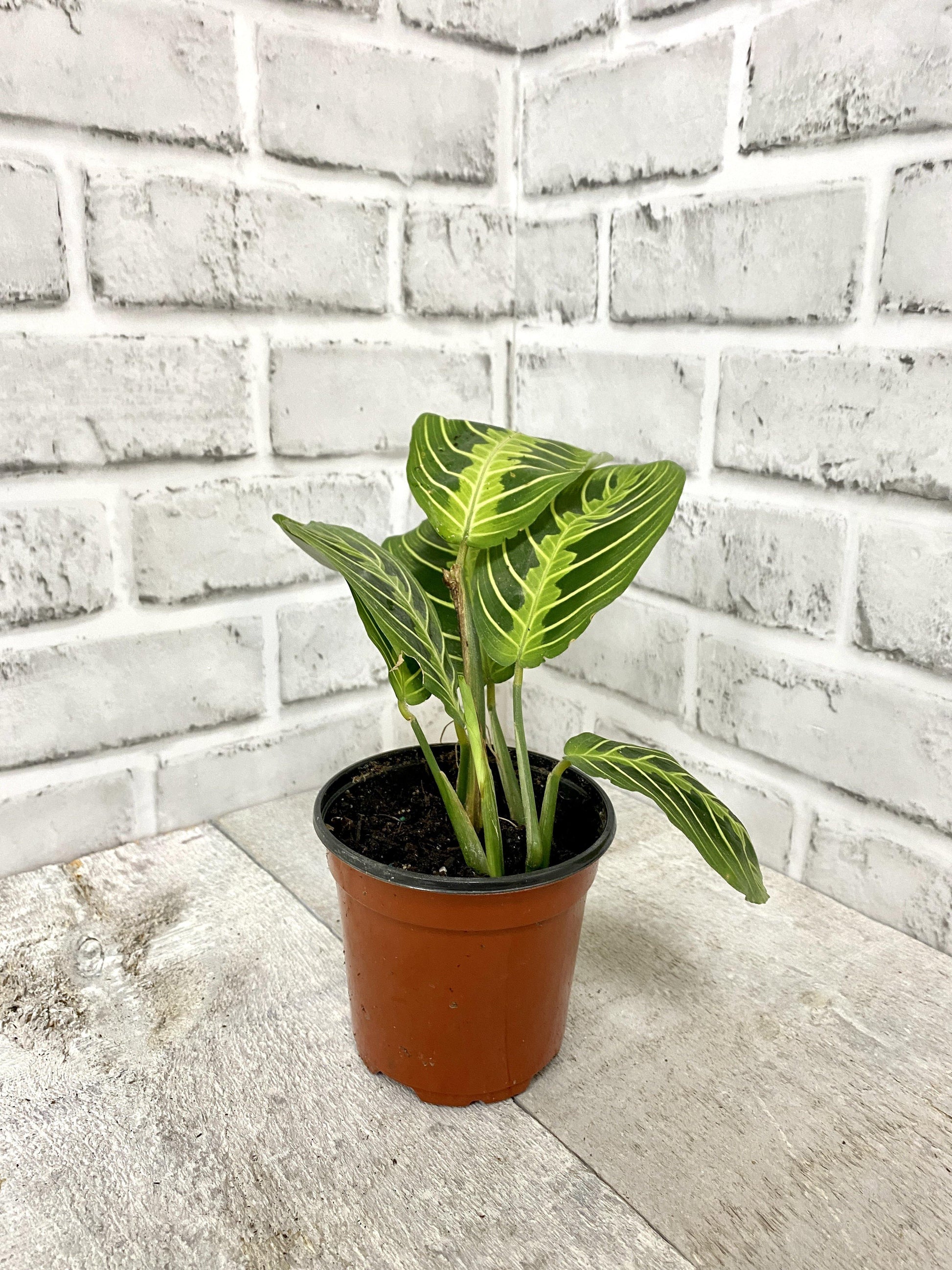 4" Prayer Plant Lime ( Grower Pot) - Plant Club | Geoponics