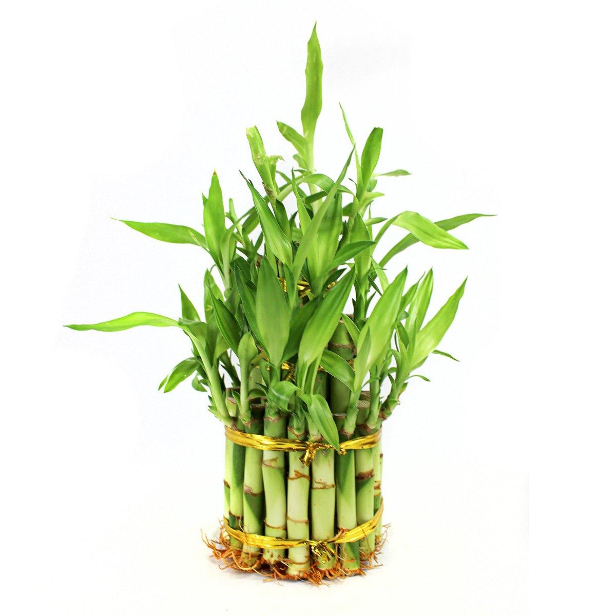 Large Elephant Bamboo Kit - Geoponics Inc