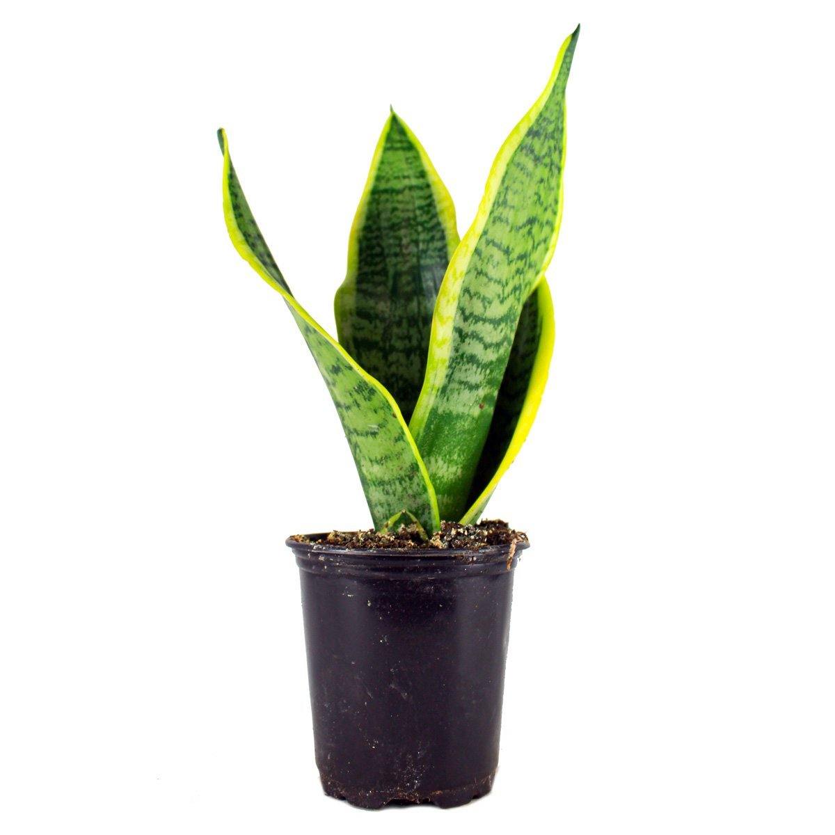 snake plant vancouver Snake Plant (green stripes) – Plant Club