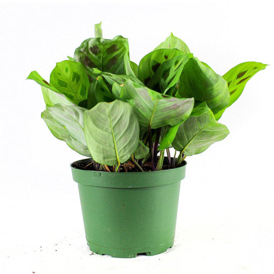 Prayer Plant (Foliage Green leaves) - Geoponics Inc