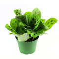 Prayer Plant (Foliage Green leaves)