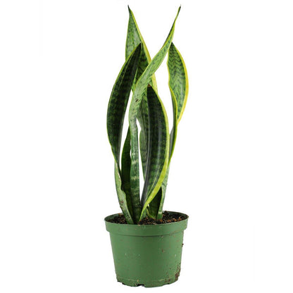 Snake Plant (Sensiveria aka Mother In Law Tongue) (3.5 " / 5" / 6" / 10" Grower Pots) - Geoponics Inc