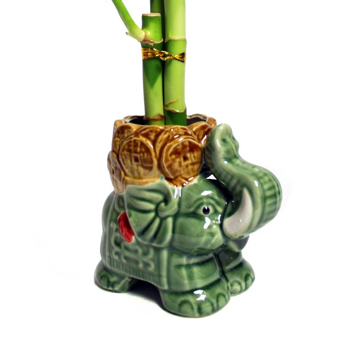 lucky bamboo canada Buy 5 Stalk Lucky Bamboo Trunk-Up Eddy